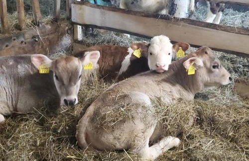 Biohof Dimper - HühnerNest - Foto 18