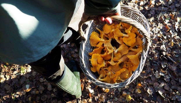 Mushroom Hunting Tour - Photo 4