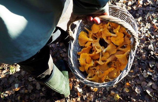 Mushroom Hunting Tour - Photo 4