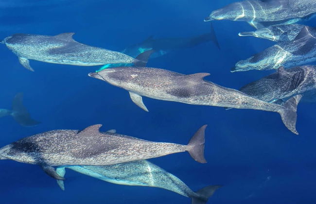 Avistamiento de cetáceos en Las Galletas - Foto 9