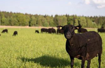 Ferienwohnung auf Biohof Gutso - Foto 18