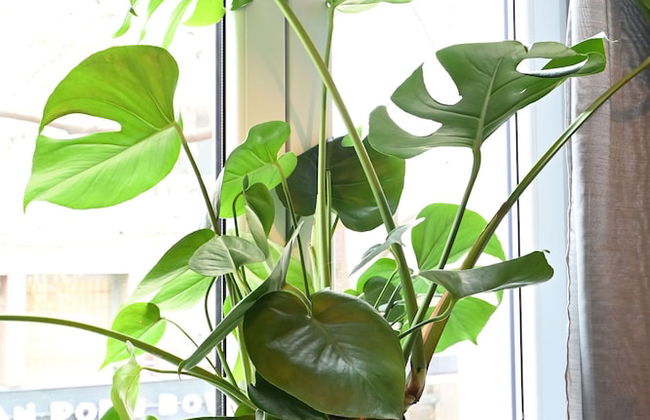 Cheap Luxury Stay From 50 Pppn - Foto 25