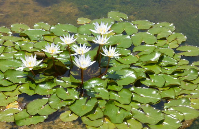 Le Jardin aux Etoiles - Foto 66