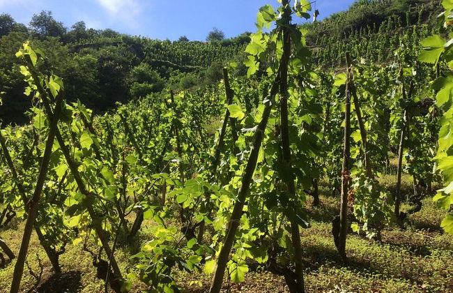 The Original Syrah Wine Tour (2:00 pm - 6:30 pm) - Tour en grupos pequeños desde Lyon - Foto 8