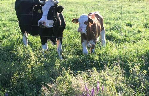 Dom Pod Brzozami Lipinki Bory Tucholskie basen - psy, koty mile widziane! - Photo 40