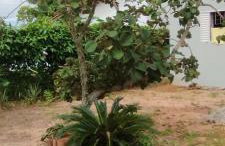 Espaço Moura - Foto 1