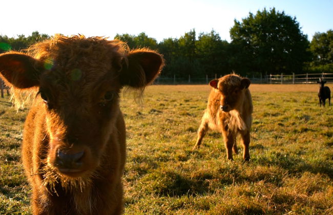 Les P'tites Maisons dans la Prairie - Foto 75