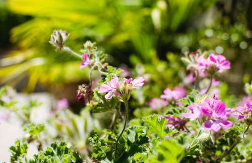 Agriturismo in Borgo Medievale in Irpinia - Photo 27