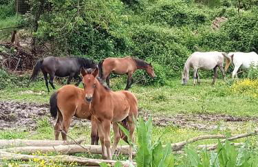 Il Borgo della Zittola - Foto 70