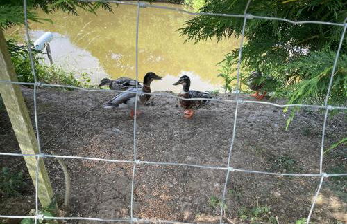 Mallard s Retreat - Photo 23