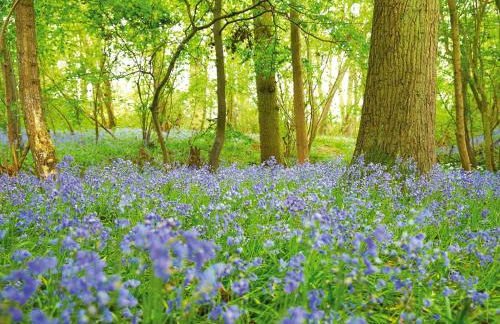 Brook Lodge Essex - Foto 14