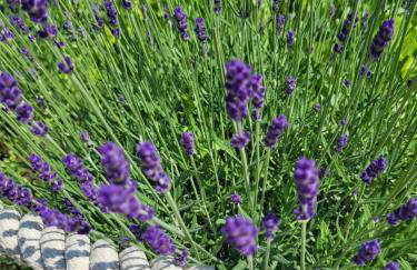 Rustic Home Maslenica - Photo 5