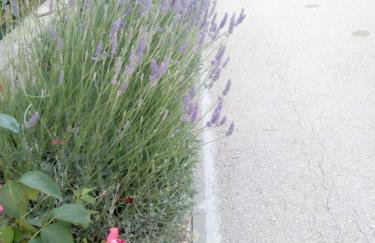 Apartman Olive 2 - Foto 16