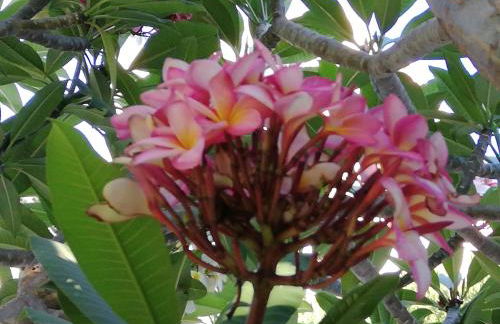 Apartamento Aurora - Foto 51