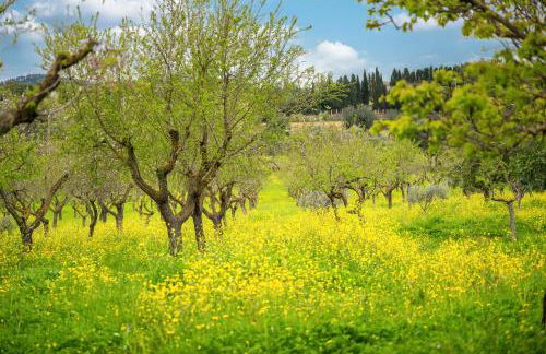 Agroturismo Son Bauzanet - Foto 14