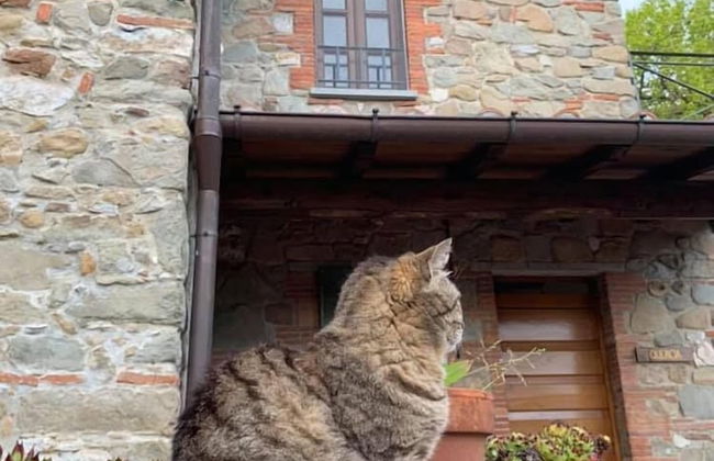 Agriturismo Il Pino - Foto 38