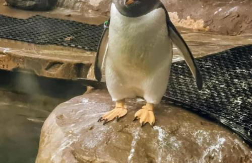 Rosa Apartman - Foto 33