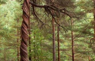 Paraíso Desconocido 1. Pura Magia - Foto 28