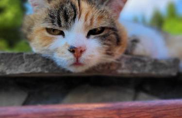 Domek na Obidzy - Foto 20