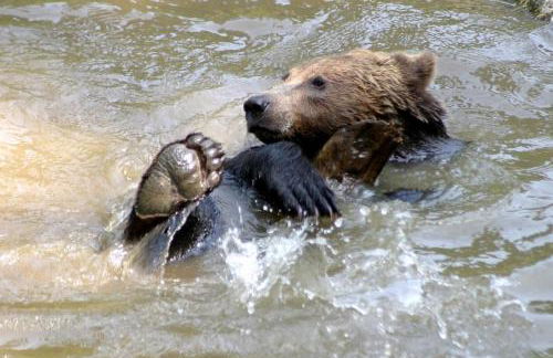 Ferienhof Guglhupf - Foto 60