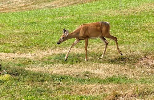 Peaceful 1-Acre Parksville Home Large Deck and Yard - Foto 39