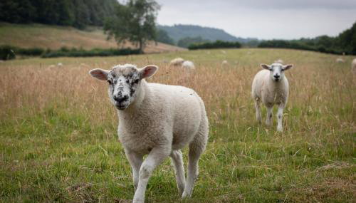 Experience the Peace & Quiet in the North York Moors at Rawcliffe House Farm - Foto 4, Garden view