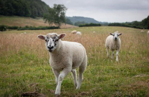 Experience the Peace & Quiet in the North York Moors at Rawcliffe House Farm - Foto 4