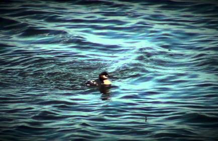 Palazzo Spada - Attico con terrazza vista fiume in centro - Foto 42