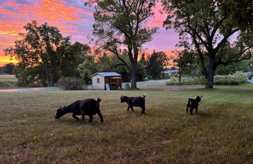 Home 7 beds, 2 baths Farmstay at Pygmy Goat Farm Byron Center Michigan - Foto 35