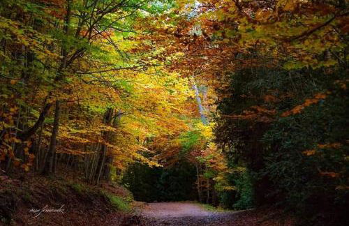 Casas Natura - Centro Graus - Foto 71