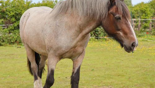 Meols Holiday Lodge - Foto 3