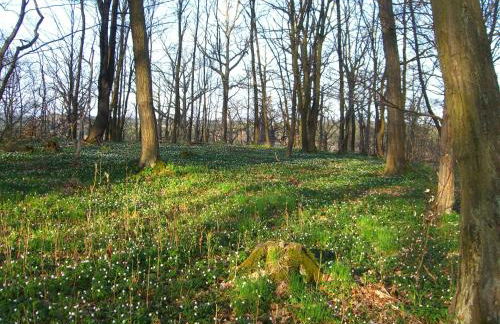 Harzschlösschen - Foto 18