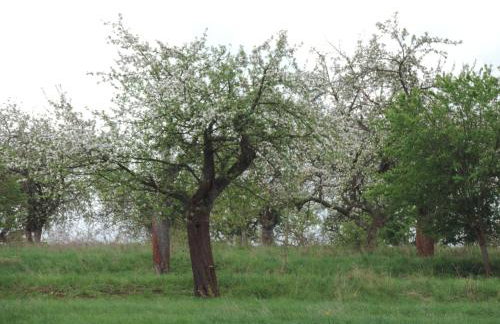 Pod Miotełką - Foto 16