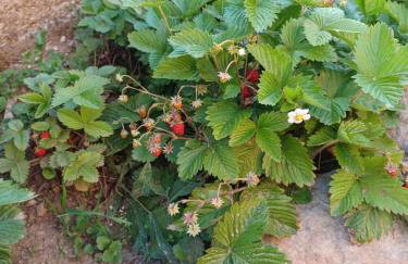 Kuća za odmor GOTA - Foto 14