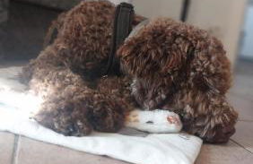 Apartment Cà Dai Noni - Family & Pet Friendly - Terrace - Near Lake Maggiore - Foto 52