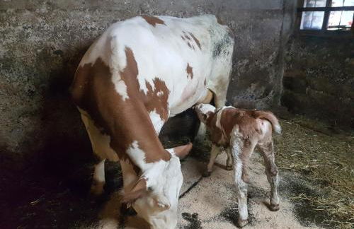 Gästehaus Annemarie - Foto 28