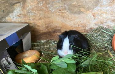 Apartments Unteradamerhof - Foto 40