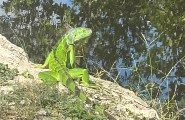 Cardinal vacations - Foto 9