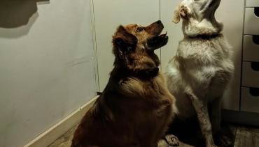 Bieszczadzka Sielanka - Foto 5