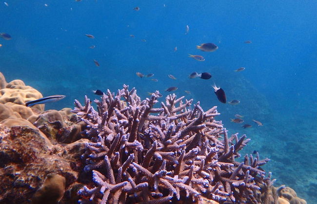 Private Vacation Villa Kohola - Foto 53