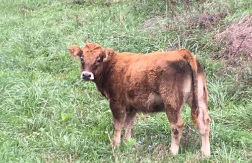 Casa Can Boix - Foto 47