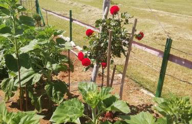 Nikini dvori - Foto 9