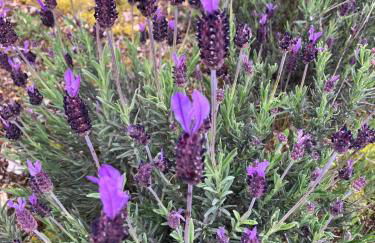 Casas do Abô Fredo - Foto 30