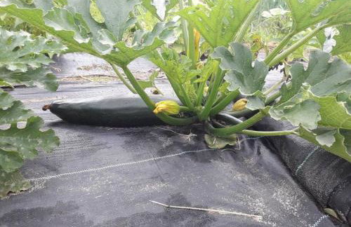 Komfortowy dom wakacyjny dla kilku rodzin - Foto 12