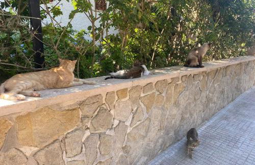 Casa Lisboa - Photo 50