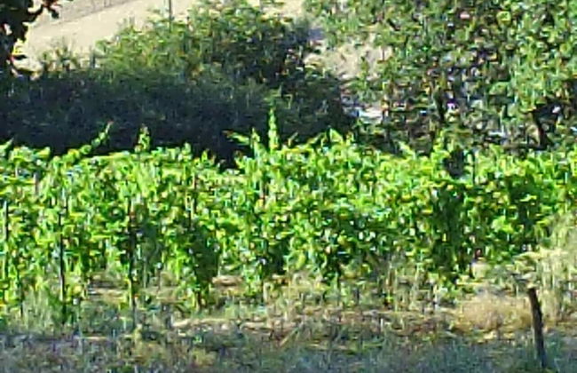 Agriturismo San Pietro - Photo 41