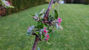 A Chamiseiriña - Foto 3