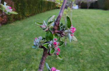 A Chamiseiriña - Foto 3