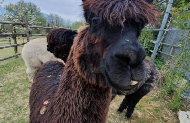 Agriturismo Il Vecchio Mandorlo - Foto 39
