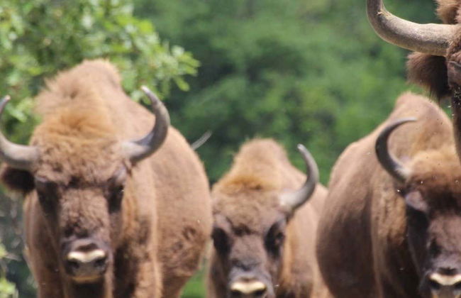 Visite du centre de découverte du bison d'Europe - Photo 1